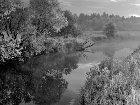 Черно-белая утренняя картинка с корягой в речке