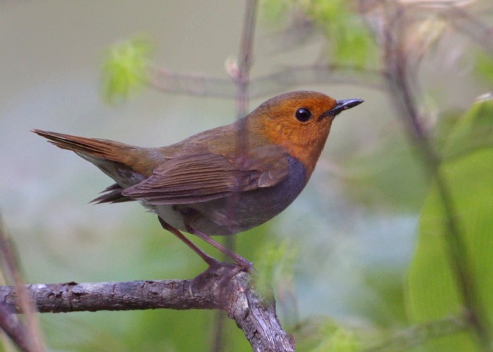 Японская зарянка. Luscinia (Erithacus) akahige