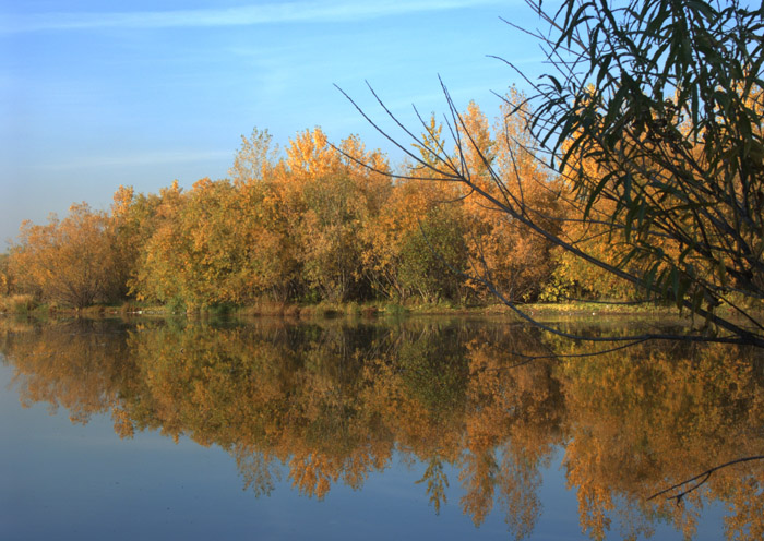 The Fall's Tale