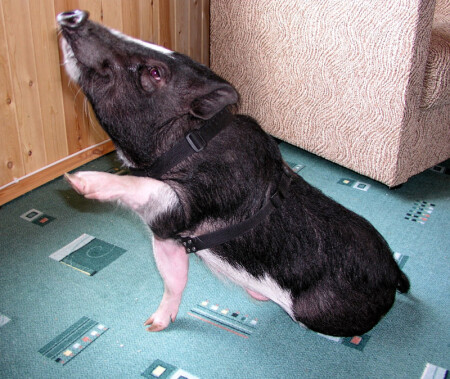 Дай pig на счастье лапу мне!