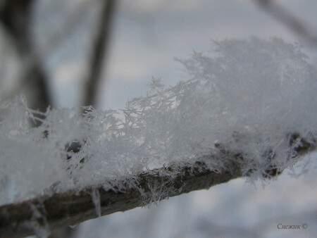 Снежок