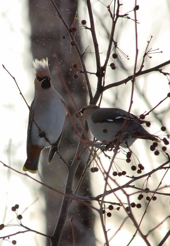 KING OF THE BIRDS