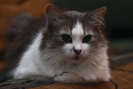 Портрет Кошки