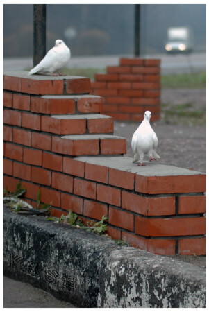 ДВА 007