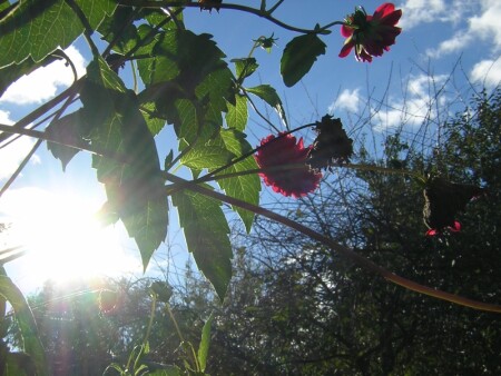 Осеннее сияние