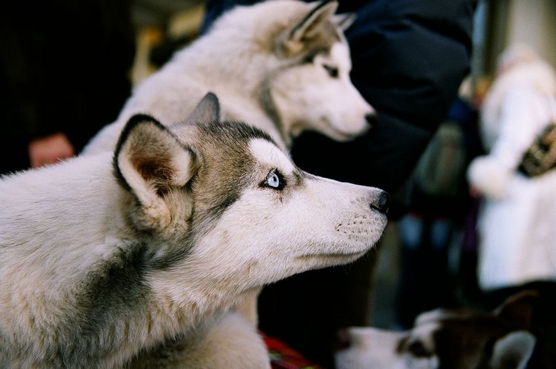 Husky