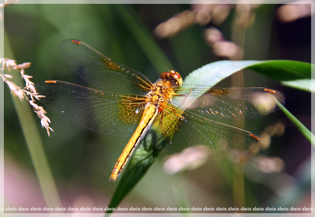dragon-fly