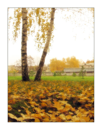 Софт березки