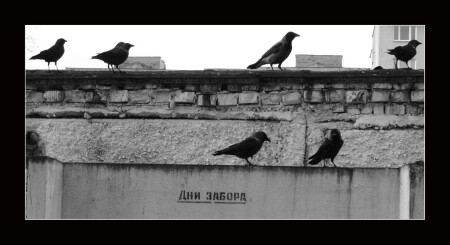 дни забора