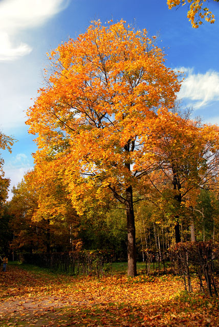 Осенний клен.