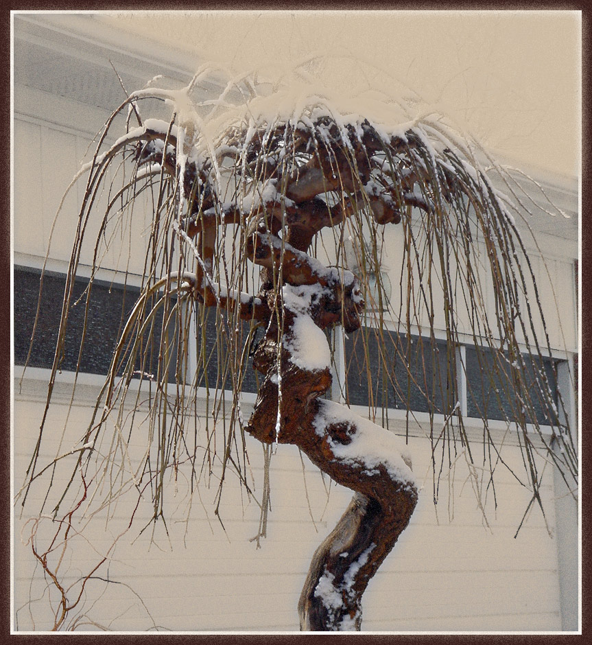 Treant