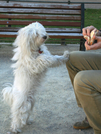 Не жадничай, дай колбаски!