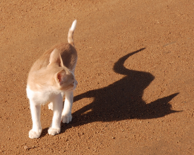 shadows
