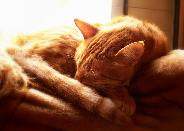 сюжетная фотография - моя кошка