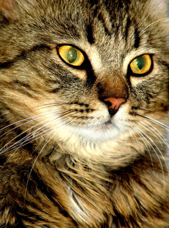 Портрет кота Коти.