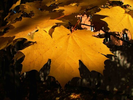 Кленовый лист