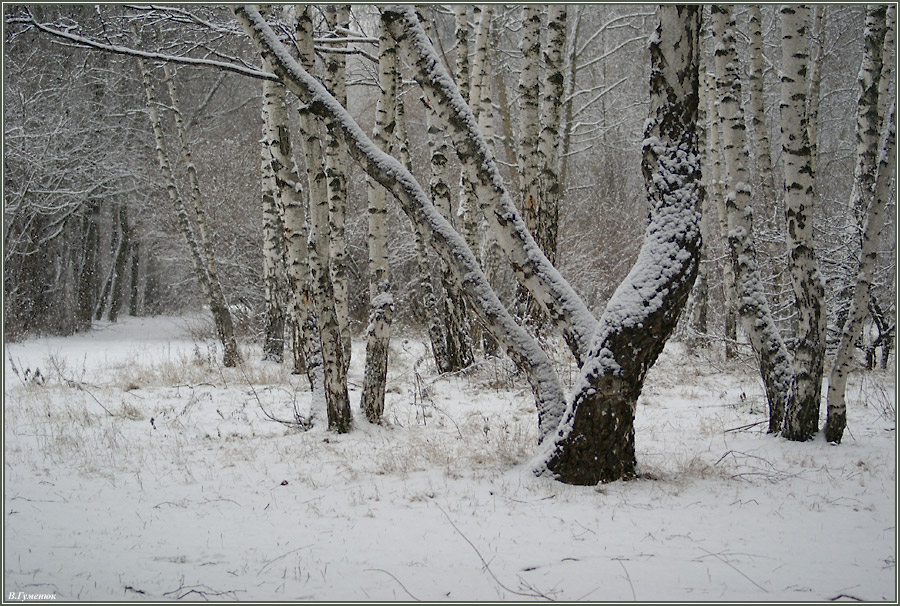 Лесок в Кузьминках