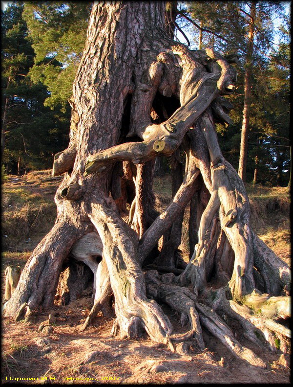 Корни