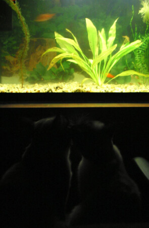 Ночной сеанс, последний ряд