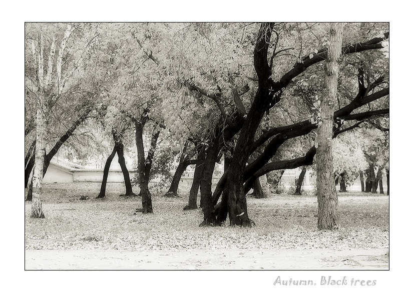Autumn. Black trees