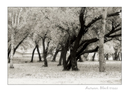 Autumn. Black trees