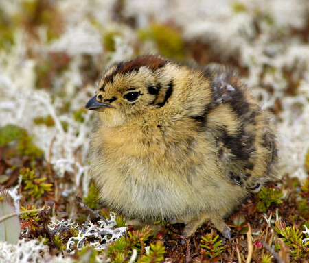 Меховые лапки