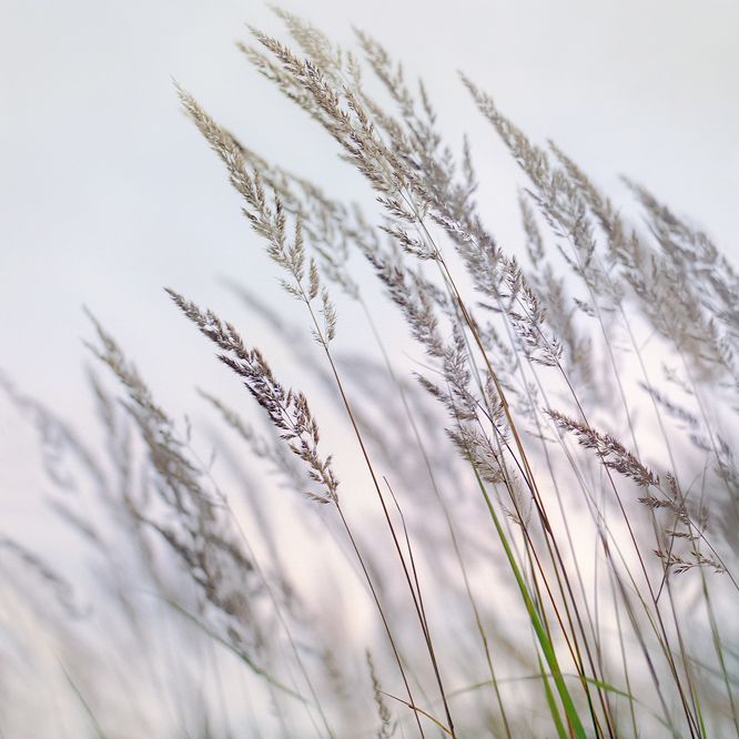 evening breeze