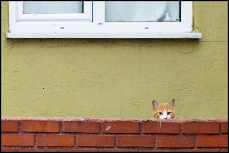 Из жизни кошек