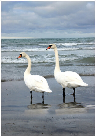Вместе и навсегда