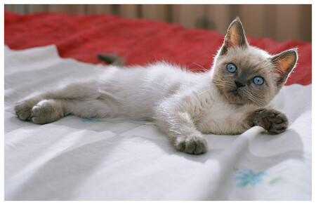 Юльвия, котёнок два месяца
