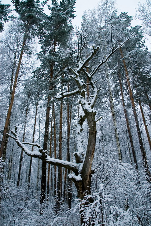 Старожил.