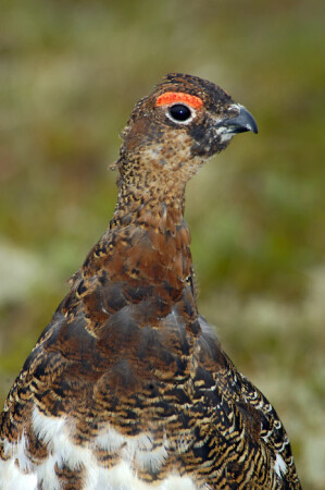 Ну, и каков я?