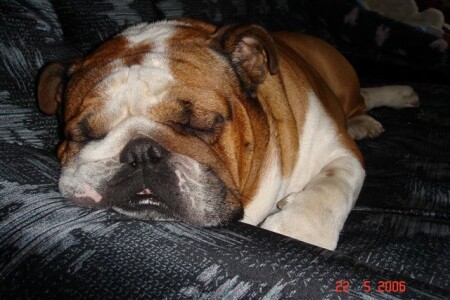  АНГЛИЙСКИЙ БУЛЬДОГ www.bulldogs.h12.ru