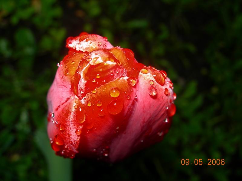 scarlet flower