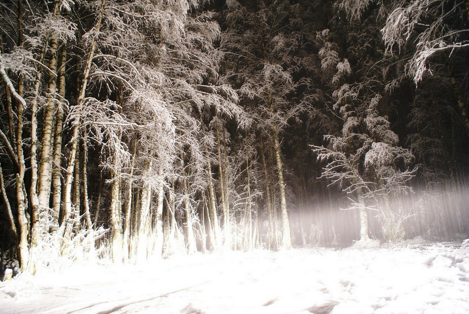 новогодний лес