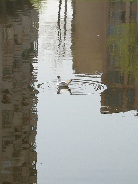 Водная грампластинка