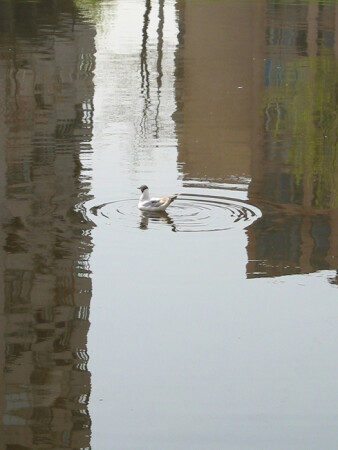 Водная грампластинка