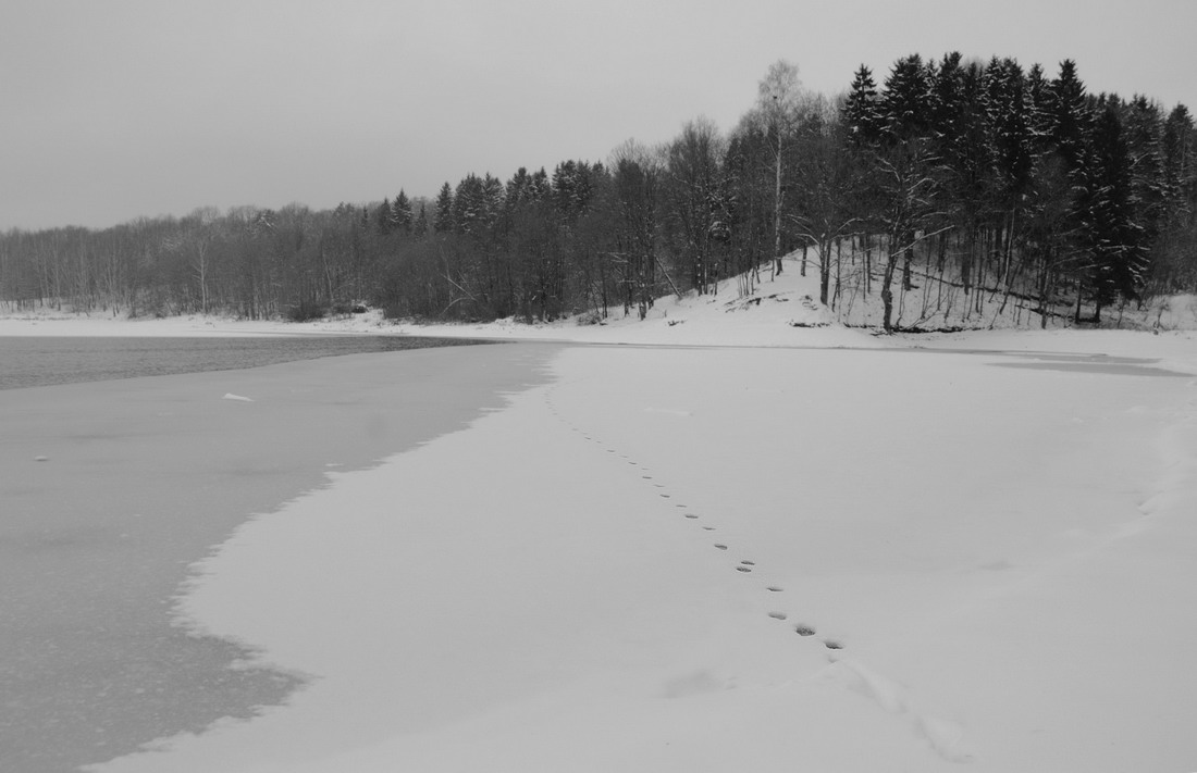Поход лесицы