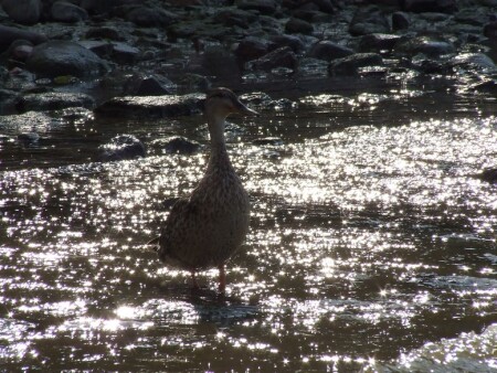Золото Балтики