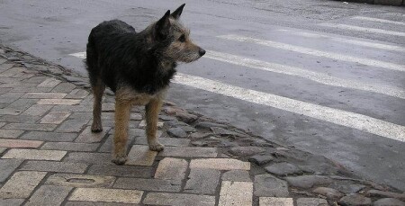 Полосатая жизнь бродячей собаки.
