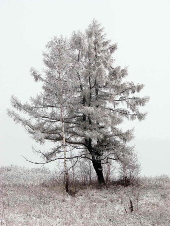 Парочка