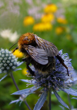 Пчела дубль 2