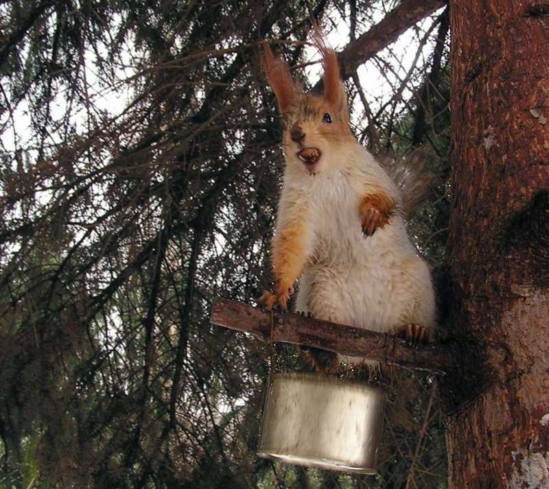 Мокрый бандит