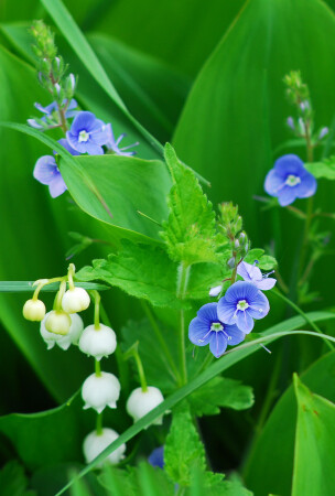 Весенние цветы