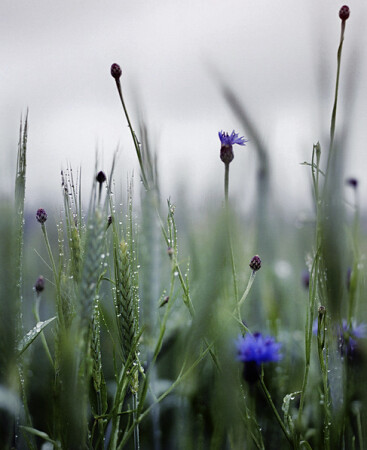 raining #4