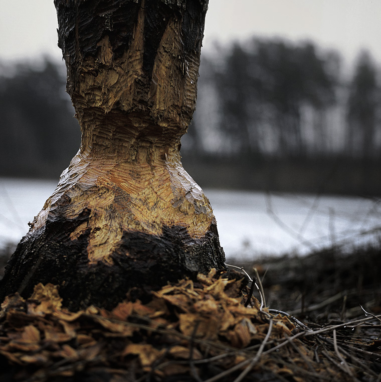 beaver's teeth