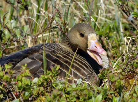Дразнилка #3