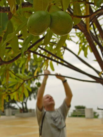 Запретный плод