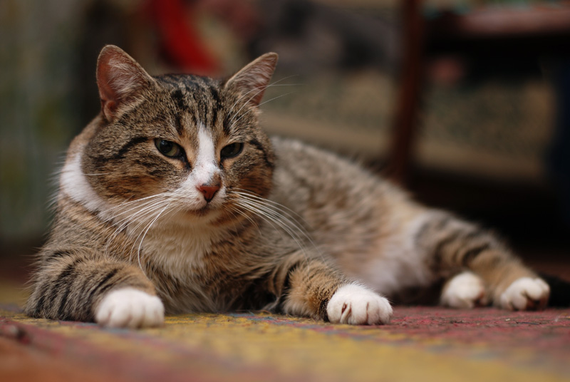 Котопортрет