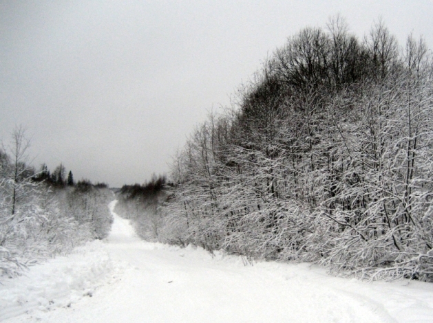 Лесная дорога